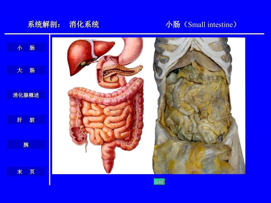 人体解剖学与组织胚胎学_消化系统课件_第4页