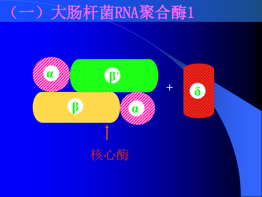 天津大学生物化学课件ppt 第十二章（45节）_第4页