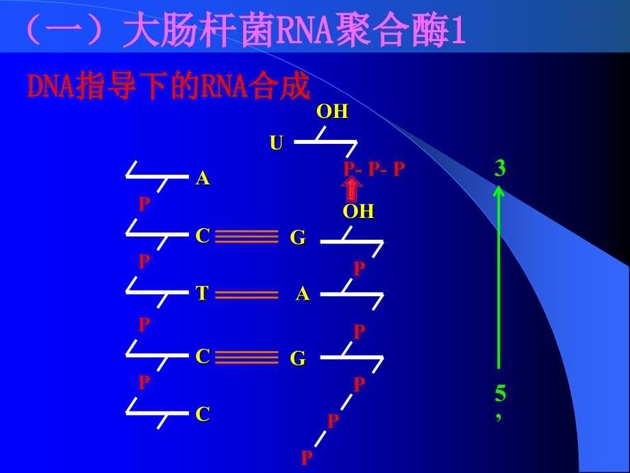 天津大学生物化学课件ppt 第十二章（45节）_第5页