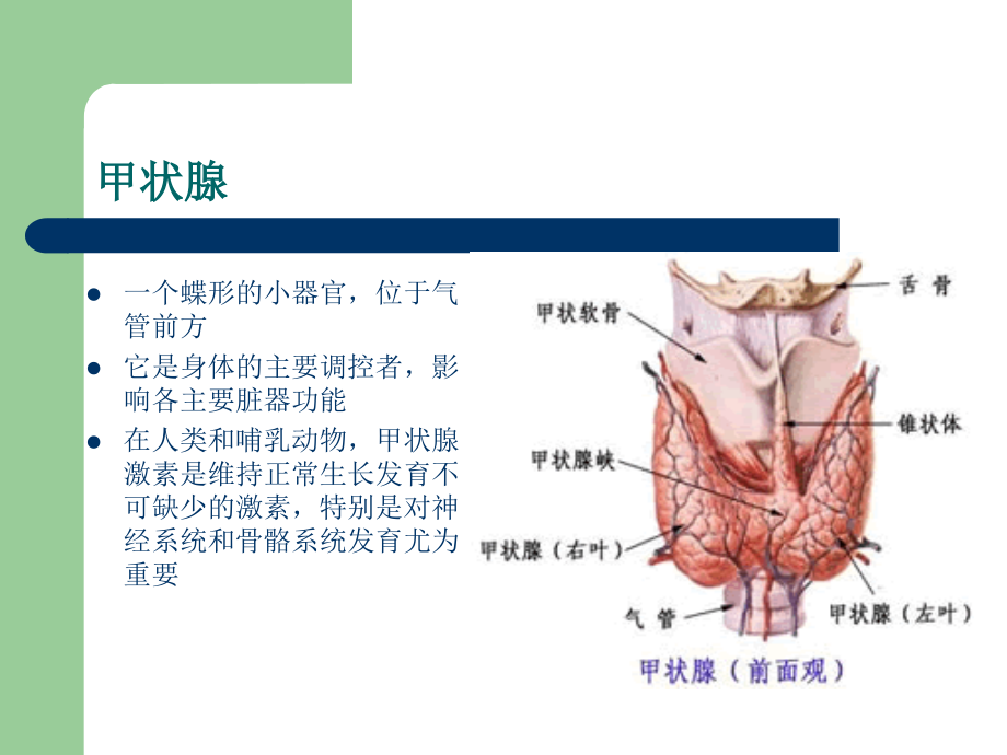 妊娠合并甲状腺功能减退症_1课件_第4页