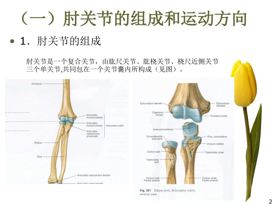 肘关节运动学ppt课件_第2页