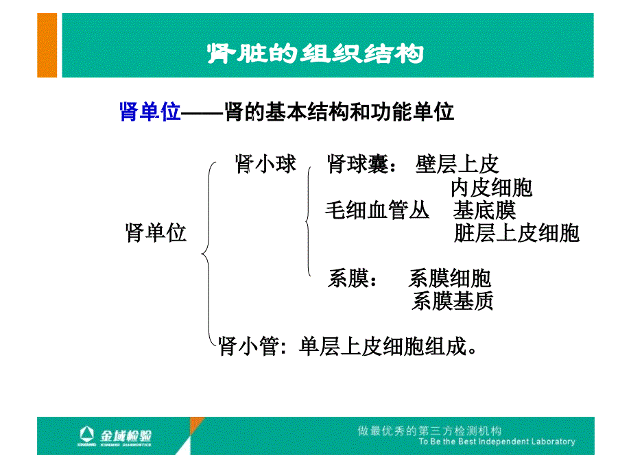 肾活检病理检查及肾脏病理基础知识课件_第4页