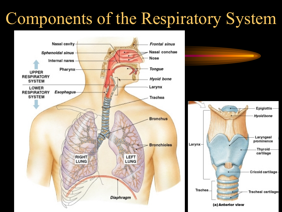 儿科呼吸系统疾病幻灯片课件_第4页