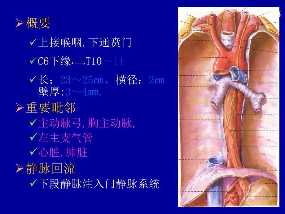 消化道解剖及正常x线表现课件_第3页