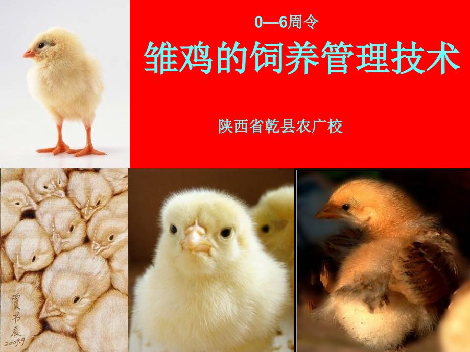 周令雏鸡饲养管理技术陕西省乾县农广校课件_第1页