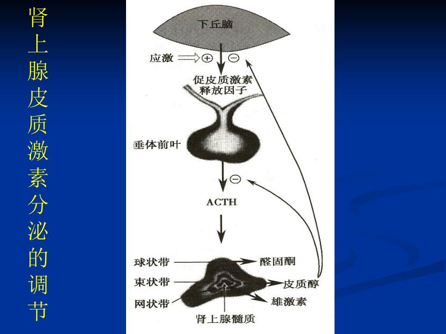 肾上腺皮质激素2 ppt课件_第4页