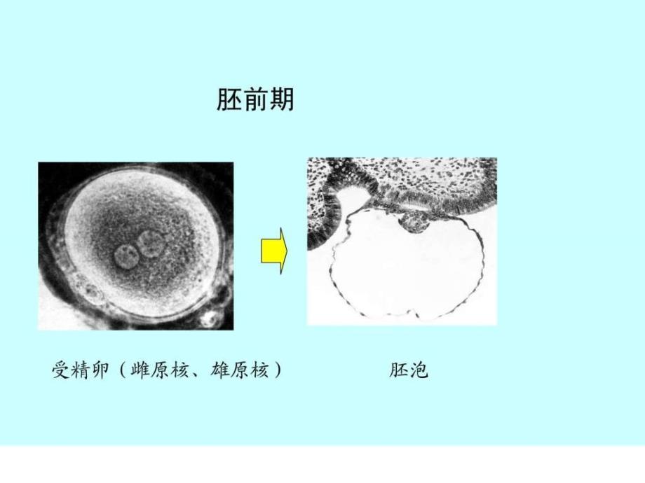 组织胚胎学课件人体胚胎学总论图文_第3页