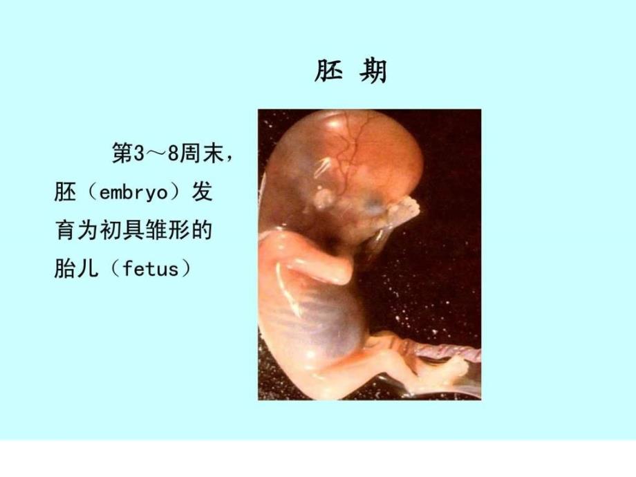 组织胚胎学课件人体胚胎学总论图文_第4页