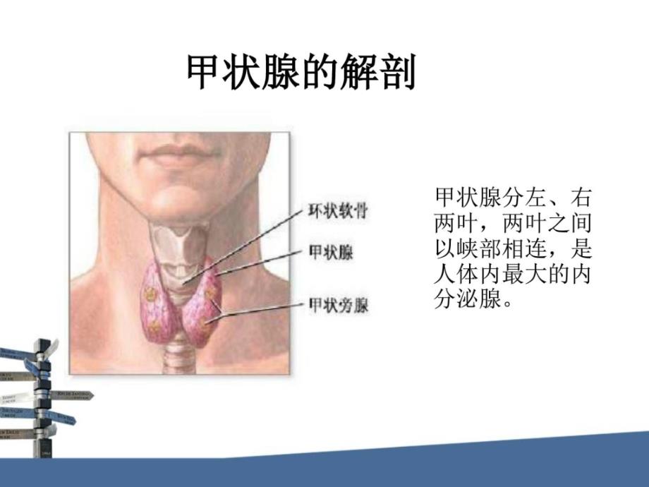 甲状腺激素生理妊娠期单纯低t4血症课件_第2页