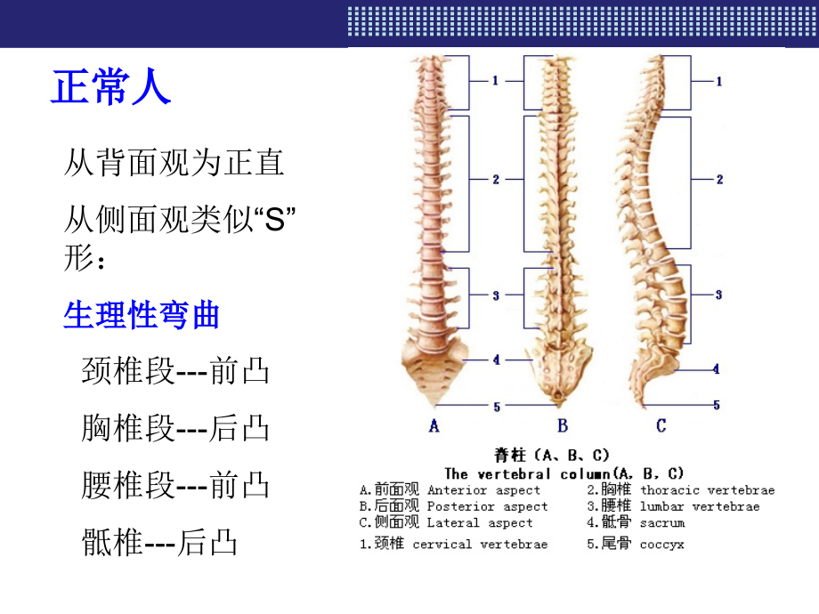 九十脊柱与四肢神经检查（精品ppt）课件_第3页