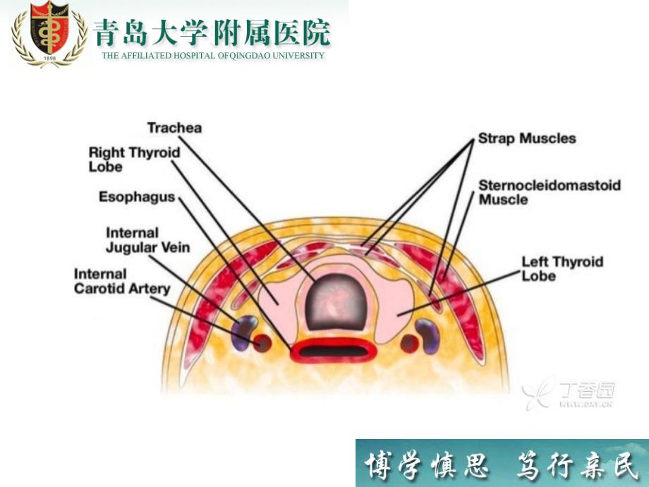 甲状腺病变的超声诊断与细针穿刺技术课件_第3页