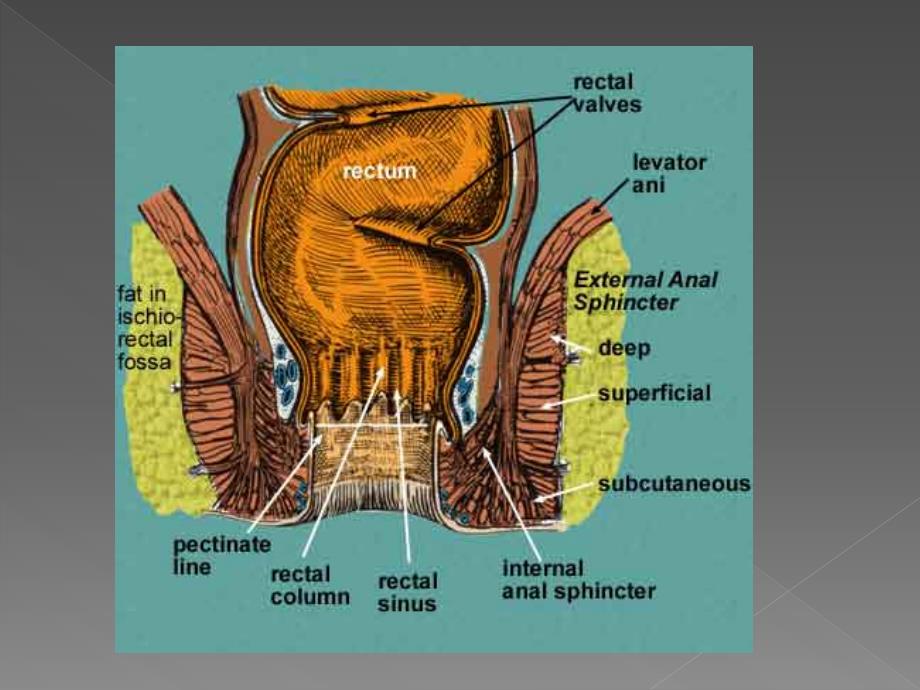 fistula in ano and tem痔疮肛门和tem瘘课件_第2页