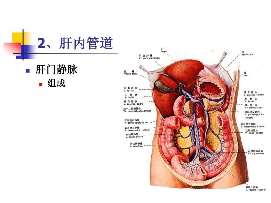 腹部的断面解剖学人体解剖学与组织胚胎学系课件_第5页