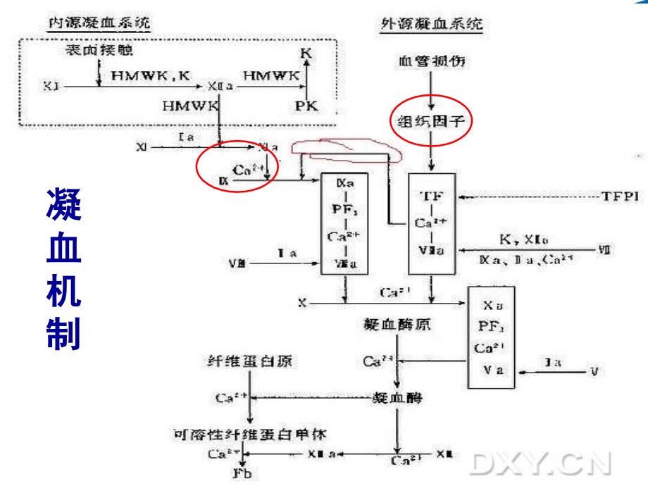 凝血功能检测方法与临床意义课件_第3页