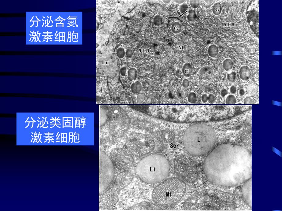 组织学与胚胎学课件内分泌系统_第4页