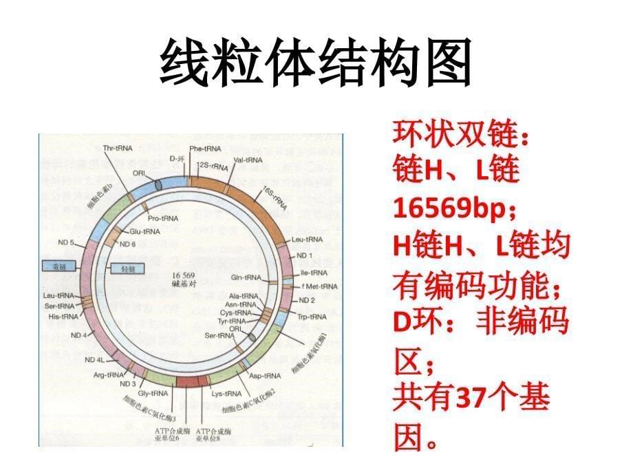 刘子美线粒体疾病 ppt课件_第5页