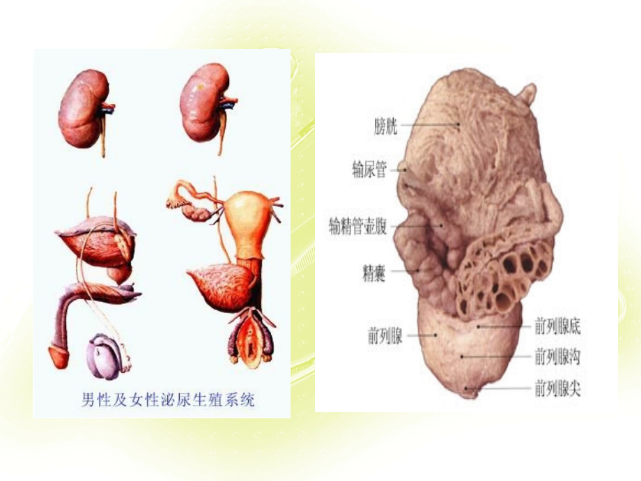 泌尿外科手术配合演示教学课件_第2页