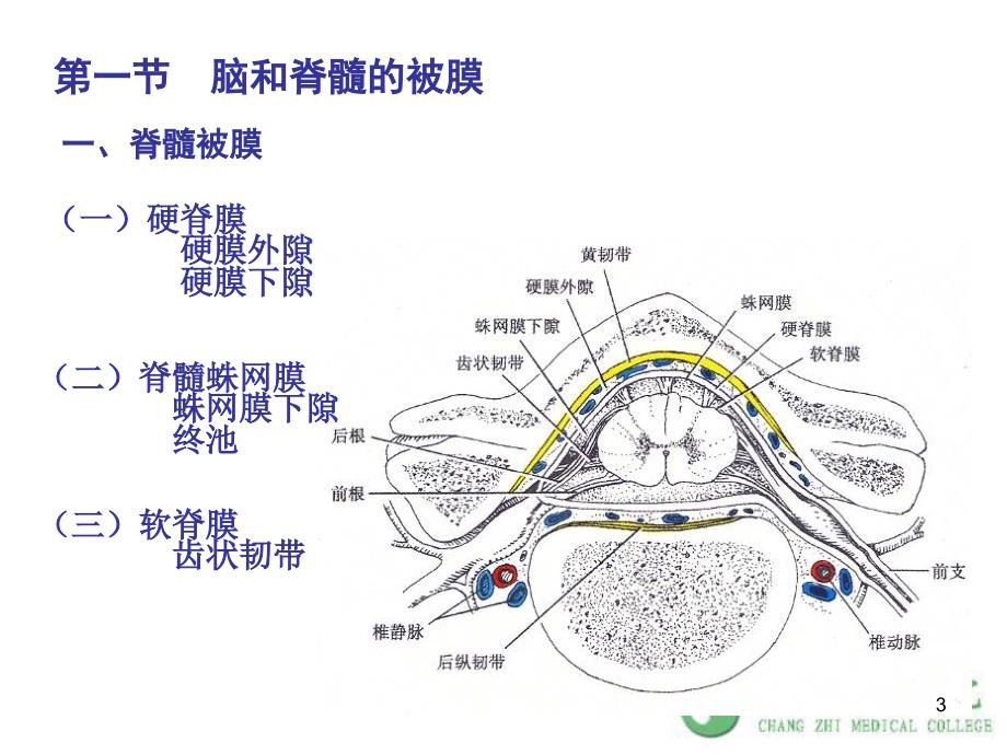 人体解剖学之神经系统 第十七章 脑脊髓被膜 课件 （1）ppt课件_第3页