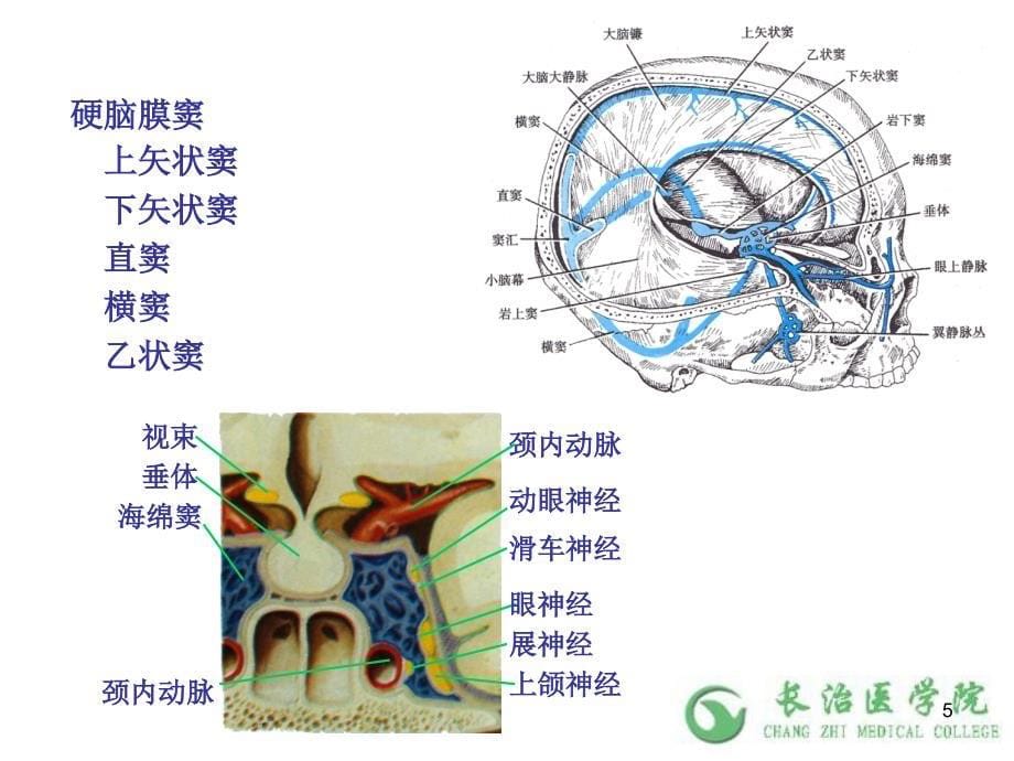 人体解剖学之神经系统 第十七章 脑脊髓被膜 课件 （1）ppt课件_第5页