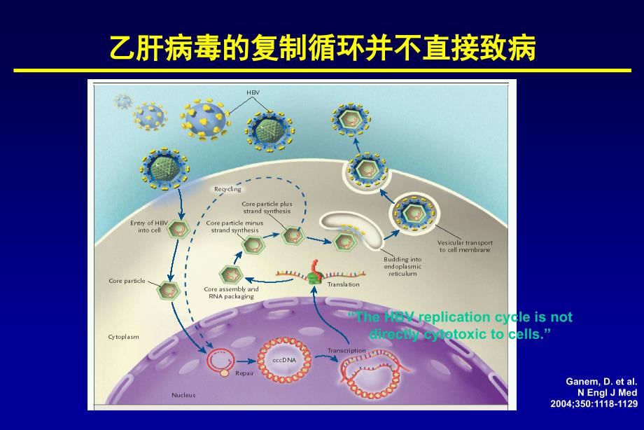 免疫控制乙肝的最佳治疗策略陆志檬课件_第3页