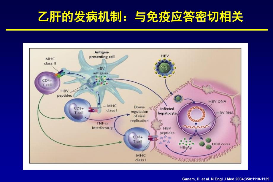 免疫控制乙肝的最佳治疗策略陆志檬课件_第4页