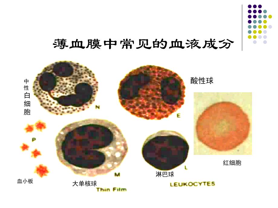 人体疟原虫镜检技术 ppt课件_第4页