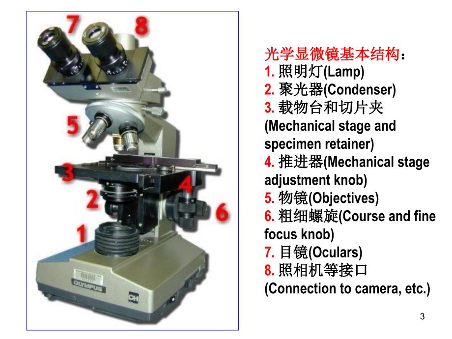 （ppt）组织学与胚胎学教学课件西安交通大学医学院人体解剖与组_第3页