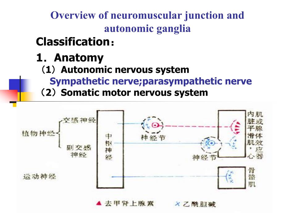 overview of neuromuscular junction and autonomic ganglia 传出神经系统药理学概论课件_第2页