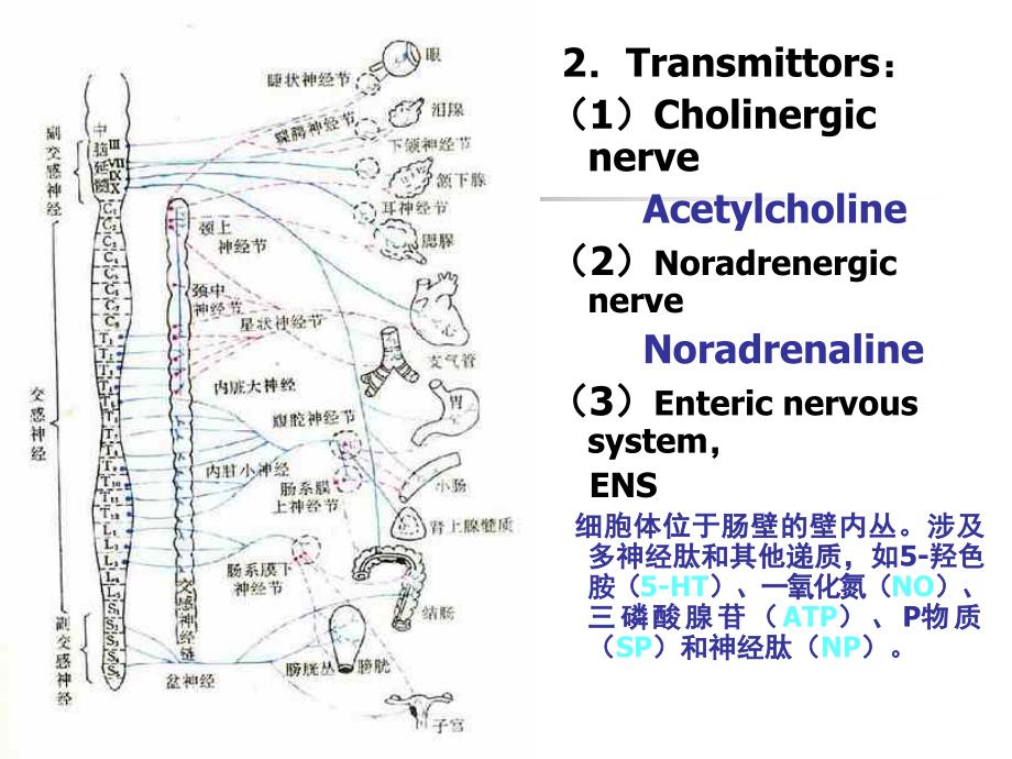 overview of neuromuscular junction and autonomic ganglia 传出神经系统药理学概论课件_第3页