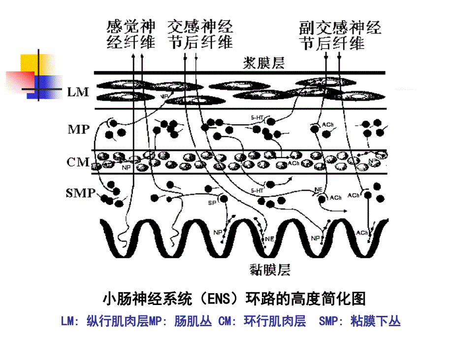 overview of neuromuscular junction and autonomic ganglia 传出神经系统药理学概论课件_第4页