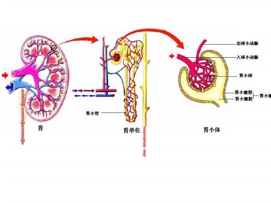 2013春济南版七下第一节《尿液的形成和排出》ppt课件_第5页