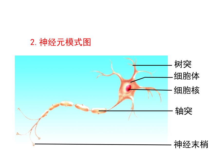 初中生物七年级下册《第二节人体的神经调节》ppt课件_1_第4页