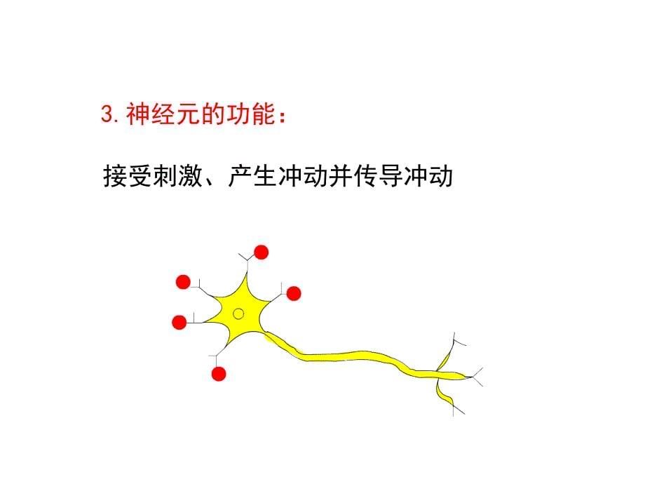 初中生物七年级下册《第二节人体的神经调节》ppt课件_1_第5页