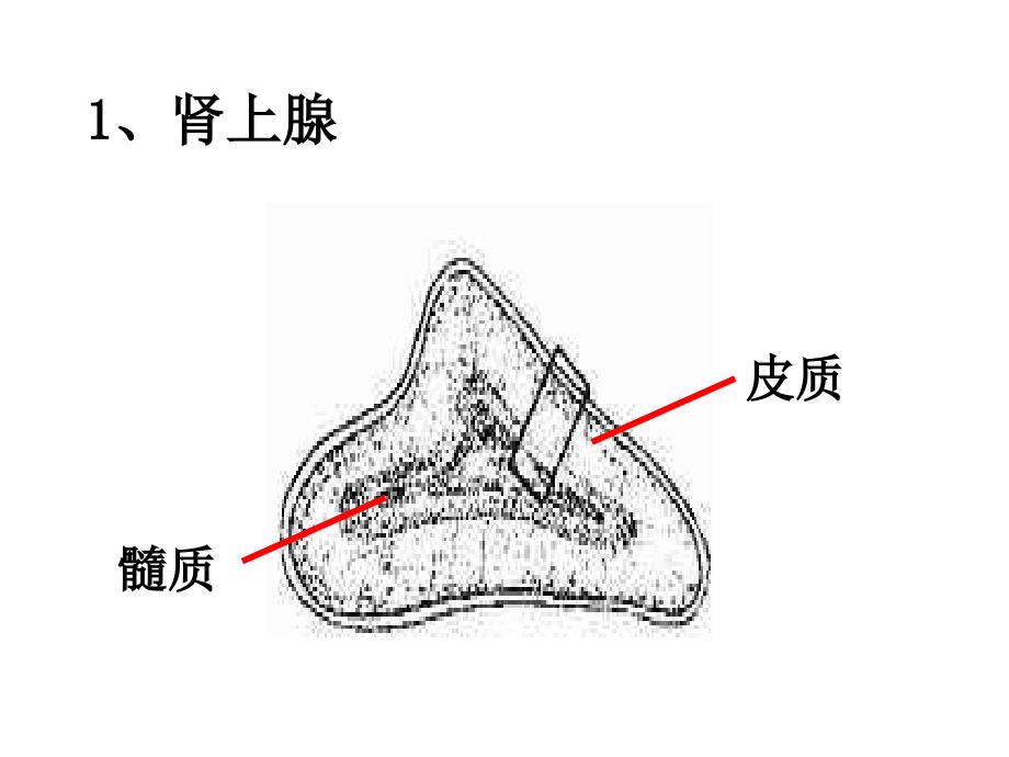 沪科版高二生命科学53《内分泌系统中信息的传递和调节》ppt课件_4_第3页