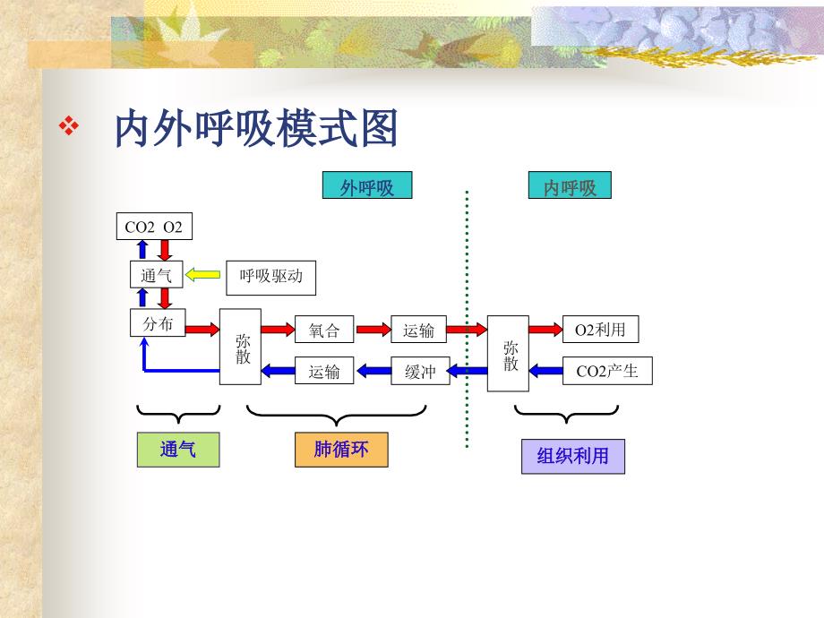 肺功能评估在胸外科手术中的应用 ppt课件_第3页