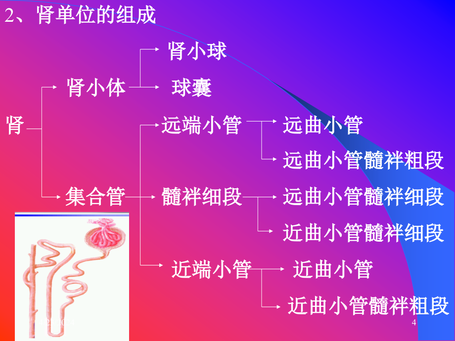 肾脏疾病的实验室检查70014（ppt）课件_第4页