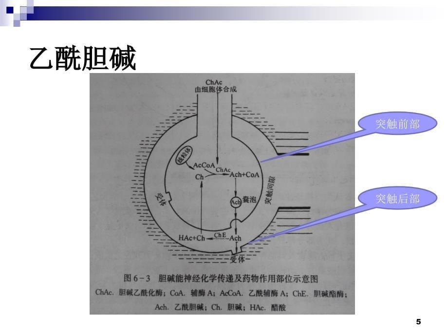 关于胆碱能神经药物的几个问题课件_第5页