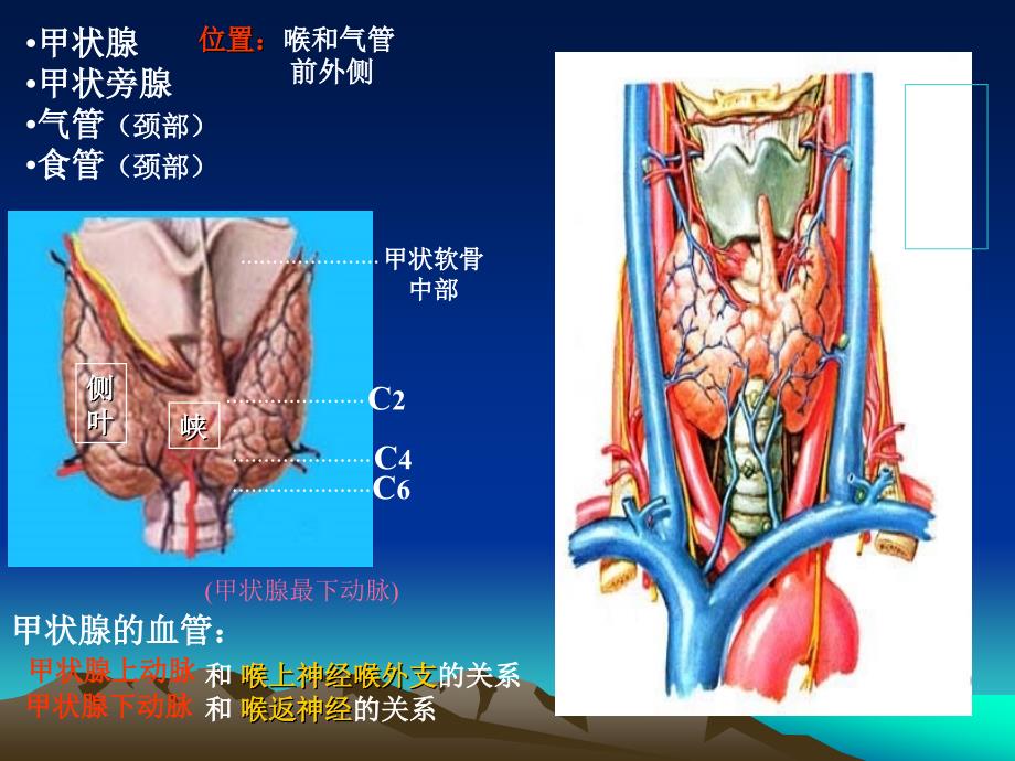 甲状腺解剖生理概要及临床意义_7课件_第4页