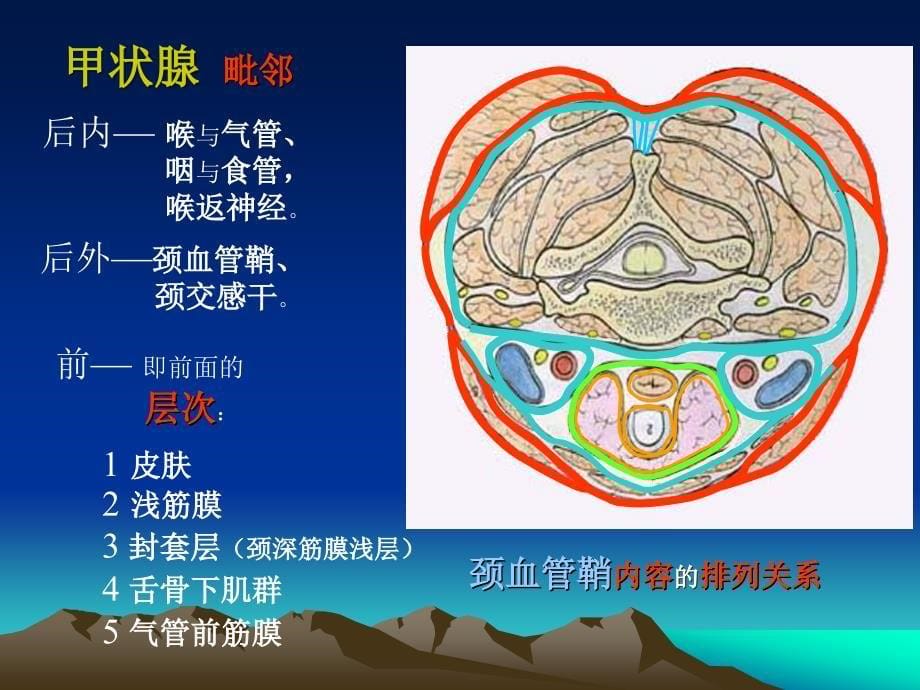 甲状腺解剖生理概要及临床意义_7课件_第5页