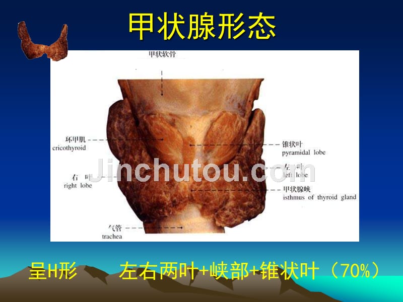 甲状腺解剖生理概要及临床意义 ppt课件_第3页