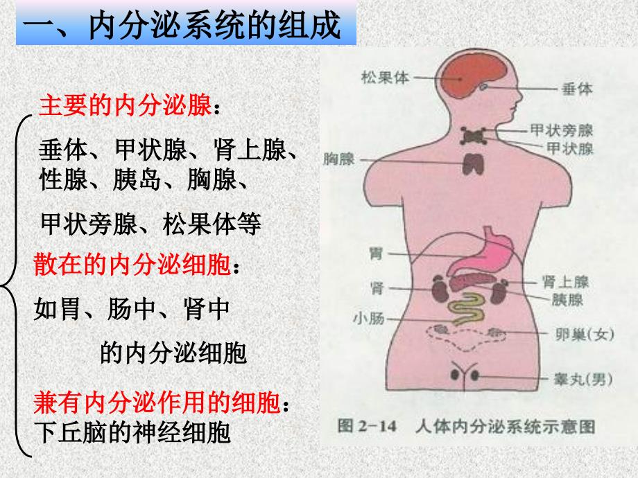 生物第二章《第三节 高等动物内分泌系统和体液调节》课件8（浙科版必修3）_第3页