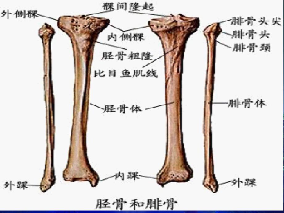 胫腓骨骨折课件_1_第3页