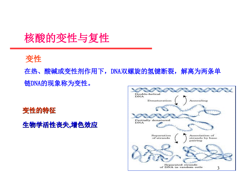 核酸分子杂交技术20101104ppt课件_第3页