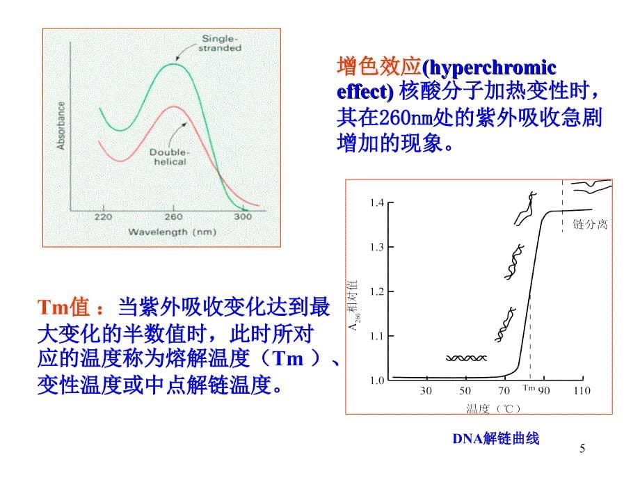 核酸分子杂交技术20101104ppt课件_第5页