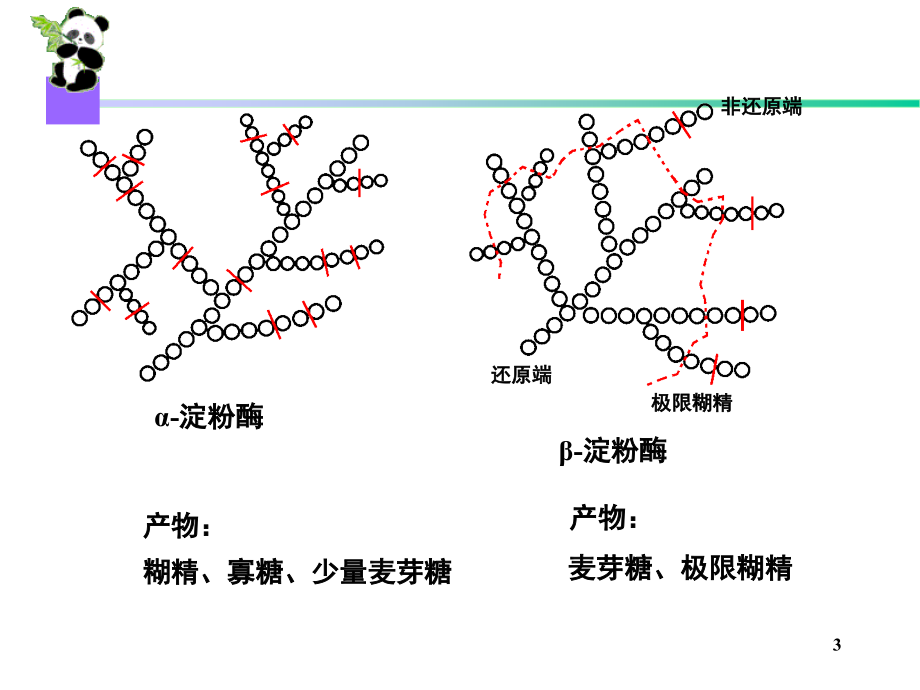 生物化学简明教程第四版09糖代谢ppt课件_第3页