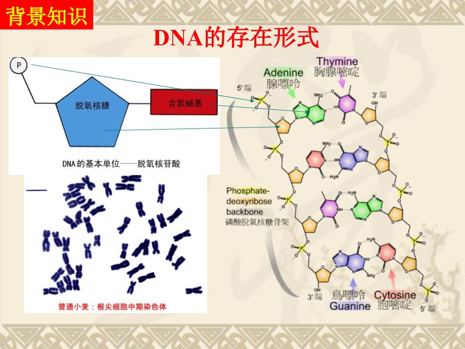 实验二植物基因组dna提取_第4页
