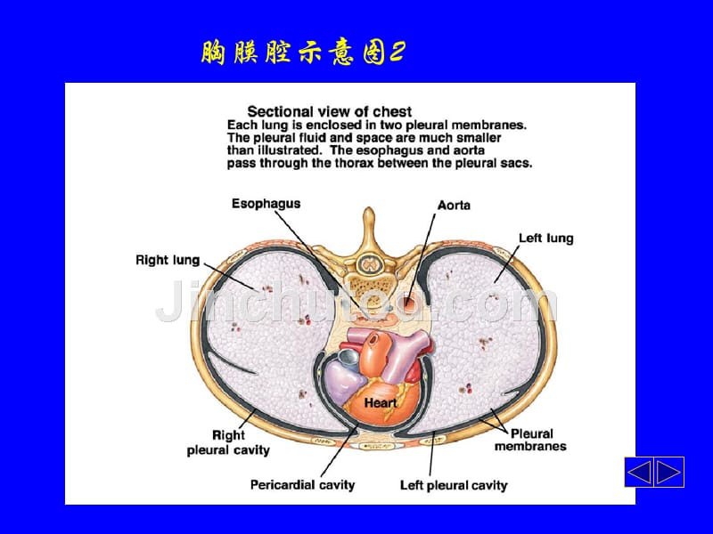 胸腔积液医学课件  116页_第4页