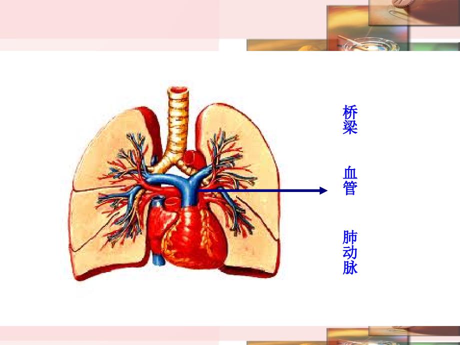 慢阻肺健康宣教 ppt课件_第4页