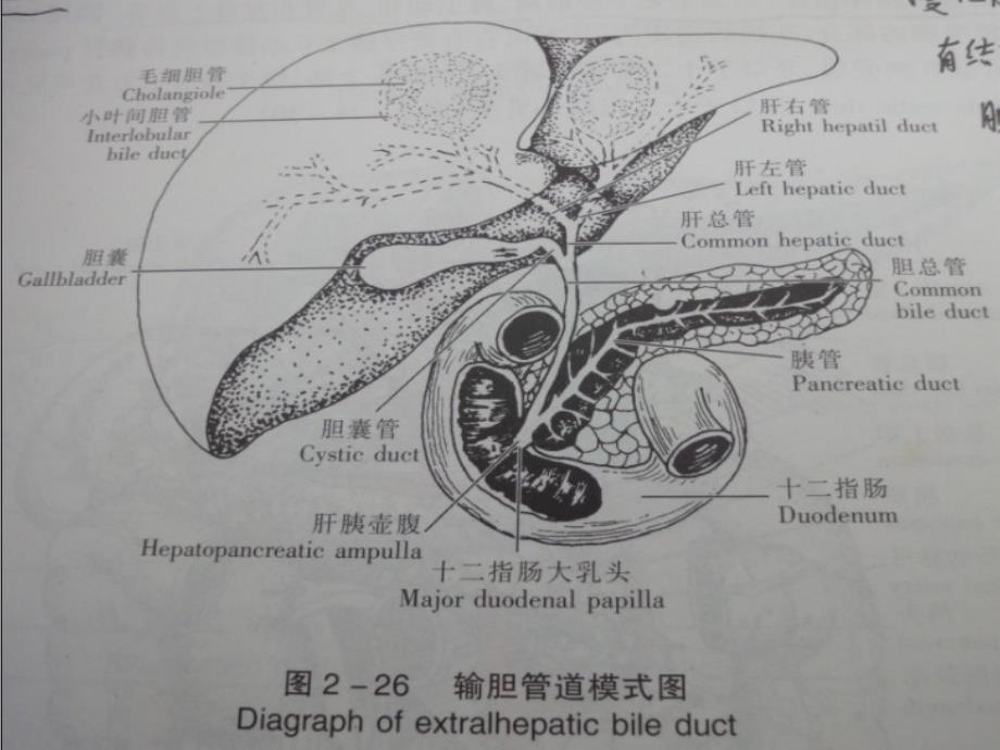 胆石病的诊断与治精品课件_第2页