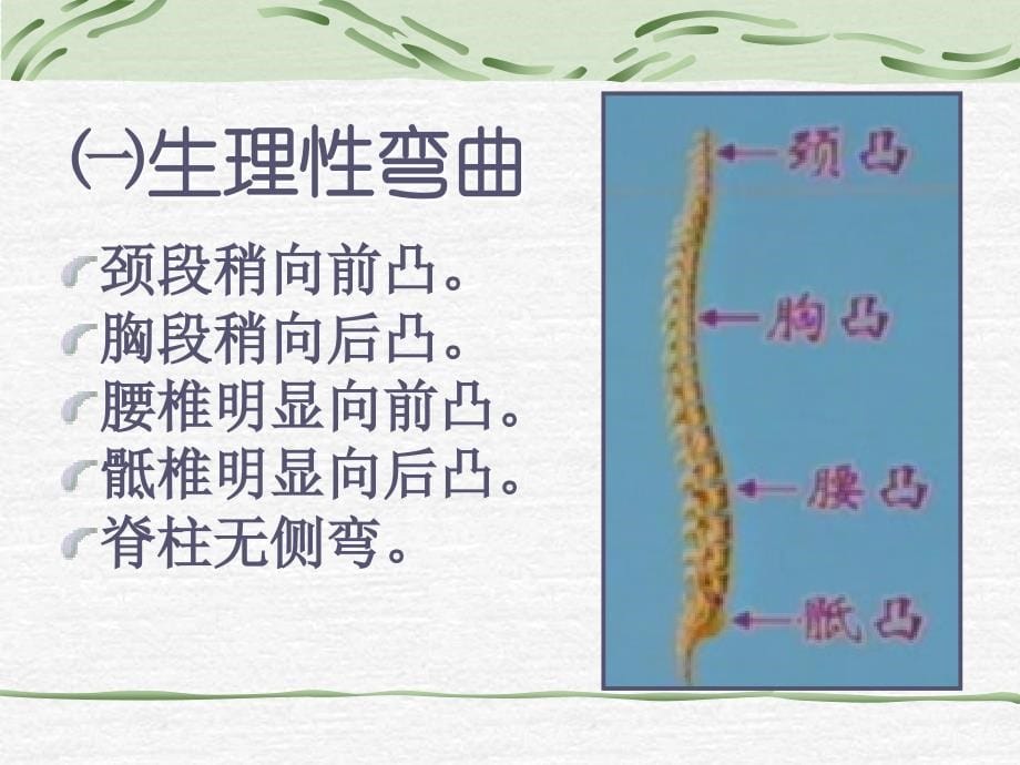 脊柱与四肢检查 ppt模板课件_第5页